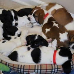 A group of puppies laying in a dog bed.