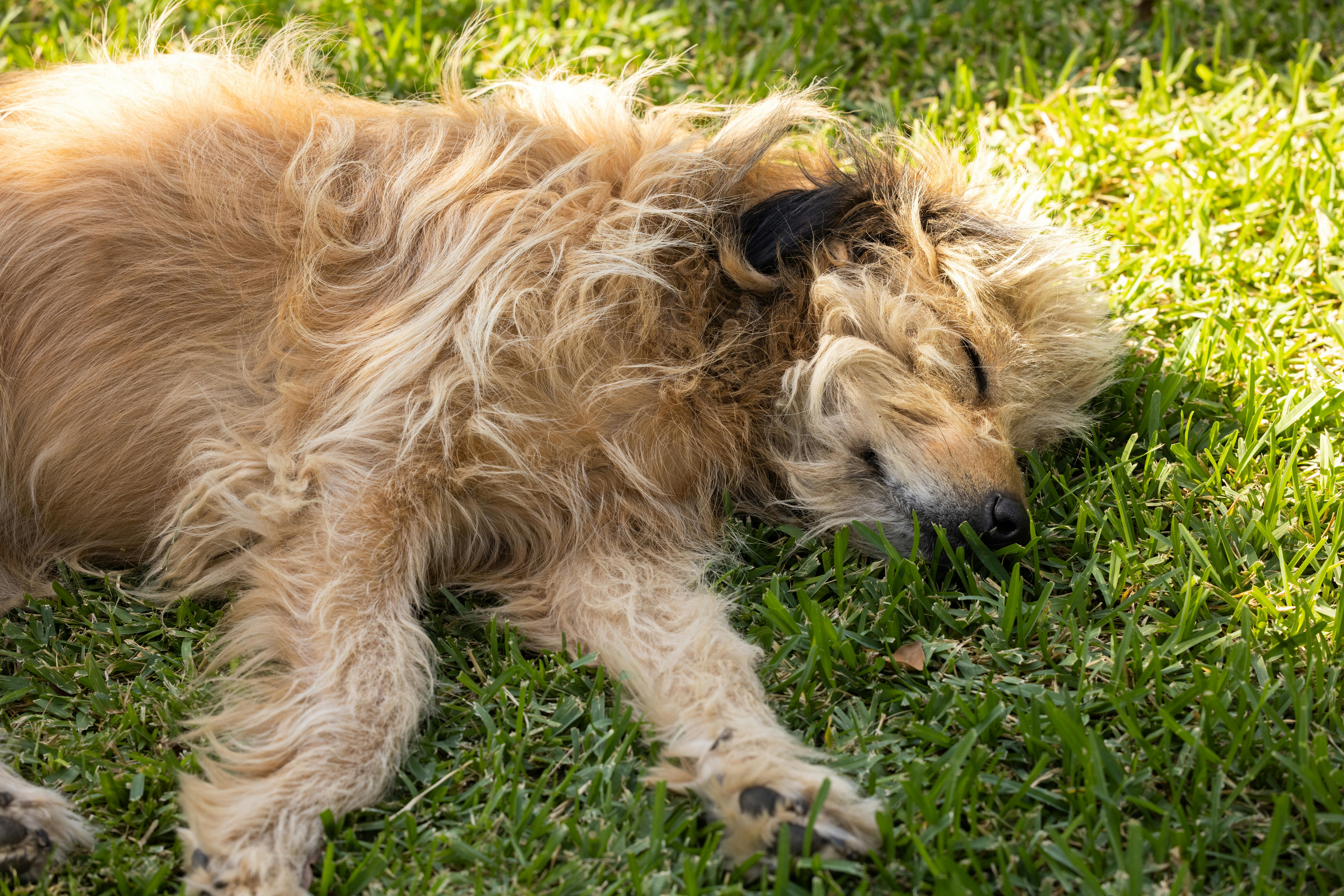 Itch Relief for Pets in Spring