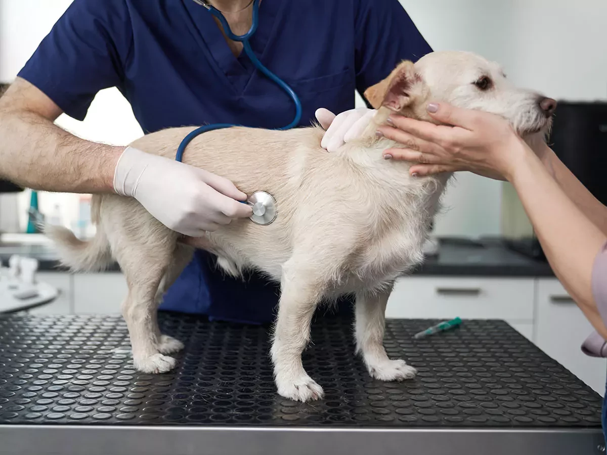Dog Getting Examined with Owner by Vet.jpg