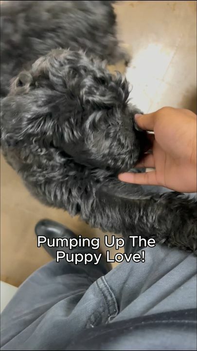 🎶 Pump up the puppy love! 🎶

These adorable Aussie Doodles are bringing all the energy and cuteness to your feed today. 💕🐾

There’s nothing like a little jam session with our furry friends to brighten up the day. Ready to welcome some puppy love into your life?

👉 Book your appointment with us today! [https://beyondpets.com/]

#PumpUpThePuppyLove #AussieDoodles #BeyondPetsAnimalHospital #PuppyVibes #DogLove #PetCare #FurryFriends #VetLife