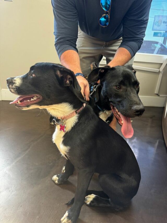 Puppy love and happy reunions! 🐾💉✨

Today, Lucy the 4-month-old Maltipoo stopped by for her puppy vaccines—such a brave little one! 🐶💕 

Plus, we got a sweet visit from our old friends Betty and Dex, who came back for an office visit after being adopted. 🏡

We love watching our furry clients grow and thrive! 🥰 

Book Your Appointment Now 👉 https://beyondpets.com/

#PuppyLove #VetLife #BeyondPetsFamily #GrowingUpHealthy #HappyReunions