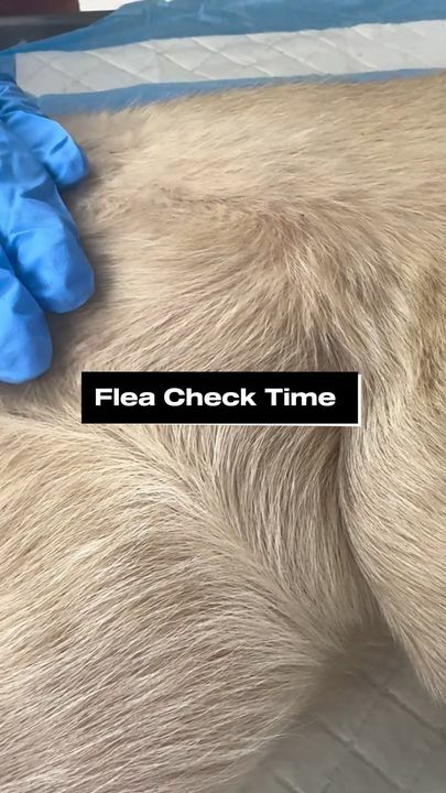 Don’t let tiny pests cause big problems! 🐜🚫 

Flea checks are a simple but powerful way to keep your furry friends healthy and itch-free. 

Regular checks help catch these pesky critters early, preventing discomfort, allergies, and even more serious issues. 🐶🐱✨

Remember: Fleas can be active year-round, so it’s important to stay on top of monthly prevention and routine check-ups. 🏡🩺

Keep your pets protected—ask about a flea check at your next visit! 💙 

Book Your Pets Appointment Here 👉 https://beyondpets.com/

#FleaFreeIsTheWayToBe #PetHealth #BeyondPetsCare #PreventionIsKey #HealthyAndHappy