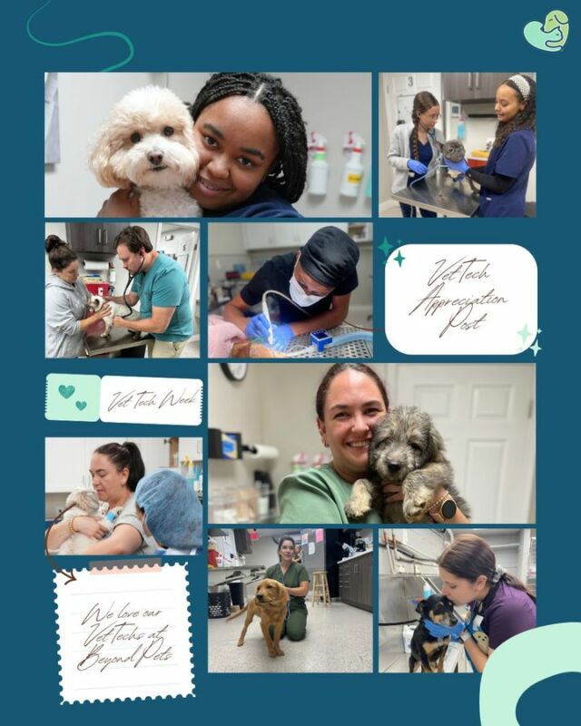 🐾 We ❤️ Our Vet Techs! 🐾

At Beyond Pets, we are incredibly grateful for our amazing veterinary techs who work tirelessly to keep our furry friends healthy and happy! 🏥🐶🐱 

Their dedication, compassion, and hard work make a huge difference every single day, and we couldn’t do what we do without them. 🙌✨

From comforting anxious pets to providing life-saving care, our techs go above and beyond to make sure every pet gets the best treatment possible. 🩺❤️

Join us in giving a big THANK YOU to our Beyond Pets family for all they do!

👏🐾 We appreciate you more than words can express! 👏

#VetTechLife #BeyondPetsFamily #WeLoveOurTechs #PetHeroes #VeterinaryTechnicians #AnimalCare #ThankYou #VetTechsRock #PetHealth #CompassionateCare #HardWorkPaysOff #BeyondPets