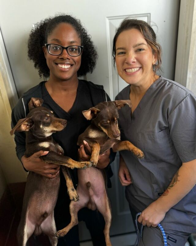 We love our pet care associates Lauryn and Lexie! 🐾💕

Here they are, sharing some puppy love and taking the best care of these adorable fur babies. 🐶✨

Our team is always here to make sure your pets get the care and cuddles they deserve. 🥰

#PetCarePros #PuppyLove #LaurynAndLexie #FurryFriends #BestTeamEver #BeyondPetsAnimalHospital #PetCareWithLove #AnimalLovers #VetLife #HappyPups #PetCareAssociates #VetMed